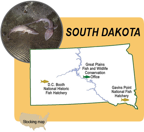 Juvenile pallid sturgeon, South Dakota map